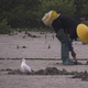 Local fishermen were close to foraging birds when walking around and working at the seaside.